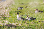 greylag geese
