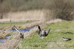 greylag geese