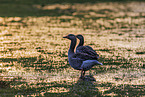 greylag geese