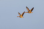 greylag geese