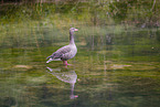 greylag goose