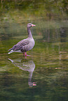 greylag goose