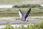 greylag goose