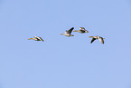greylag geese
