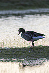 greylag goose