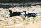 greylag geese