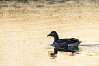 greylag goose