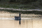 greylag goose