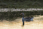 greylag goose