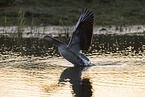 greylag goose