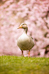 greylag goose