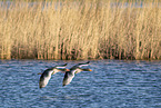 greylag geese
