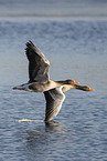 greylag geese