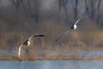 greylag geese