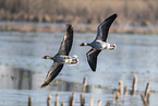 greylag geese