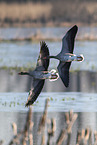 greylag geese
