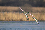 greylag geese