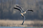 greylag geese