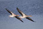 greylag geese