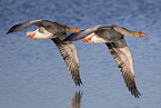 greylag geese