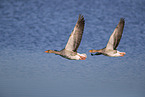 greylag geese