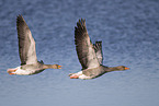 greylag geese