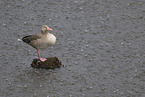 greylag goose