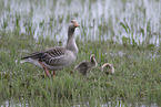 greylag geese
