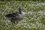Greylag goose