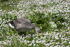 Greylag goose