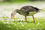 Greylag goose