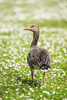 Greylag goose