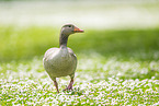 Greylag goose