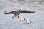 greylag goose