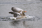 greylag goose