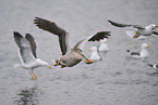 greylag goose