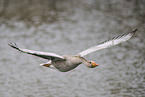 greylag goose