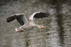 greylag goose