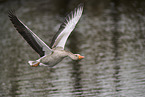 greylag goose