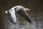 greylag goose