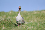 greylag goose