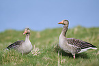 greylag goose