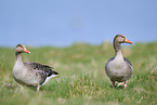 greylag goose