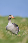 greylag goose