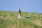 greylag goose