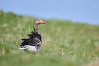 greylag goose