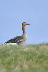 greylag goose