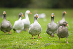 greylag goose