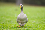 greylag goose