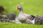 greylag goose